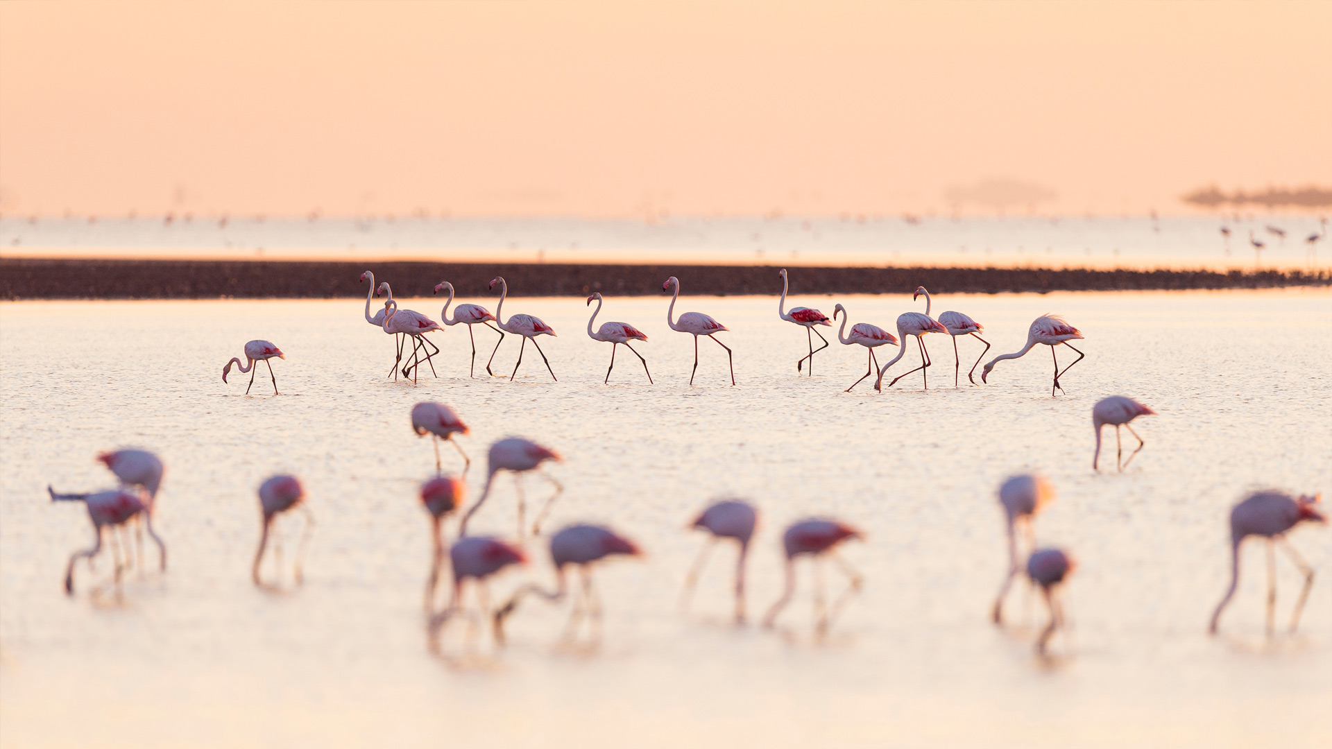 Flamingos Saintes Maries