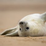 Hello Seal