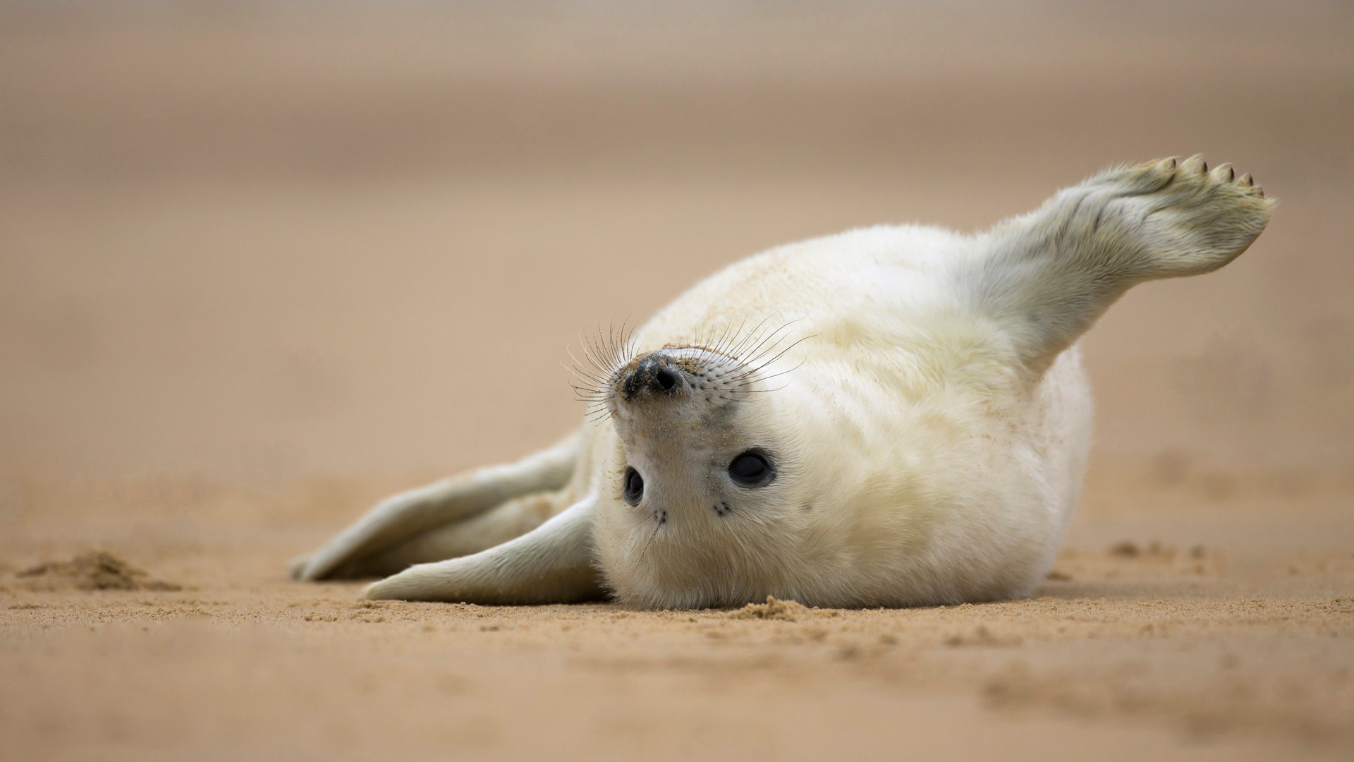 Hello Seal