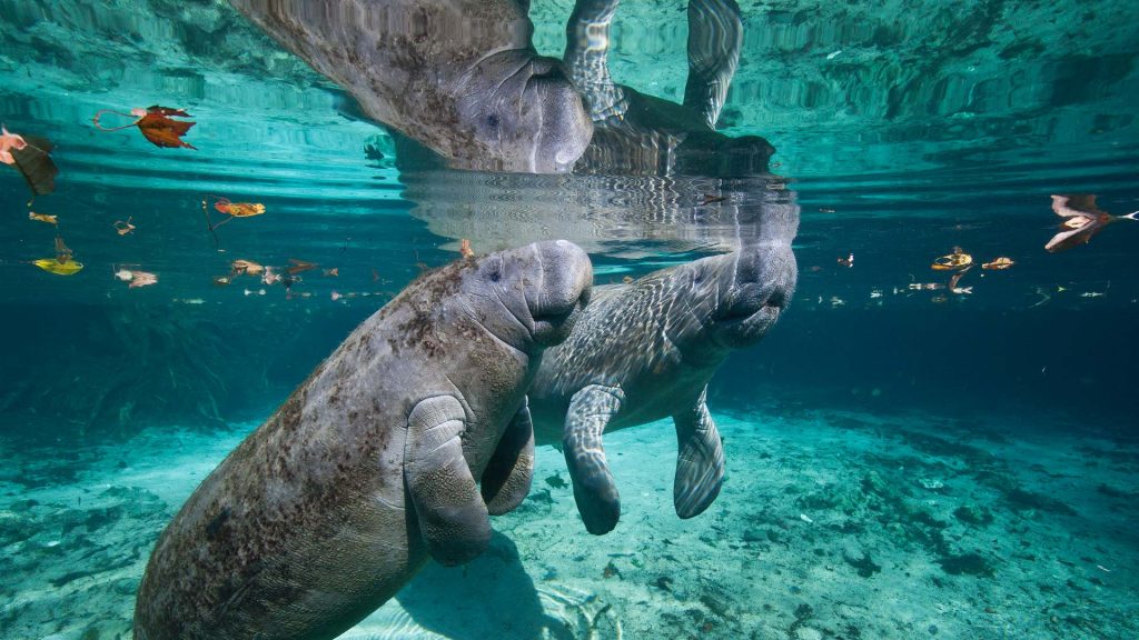 Manatee Mama