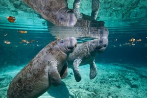 Manatee Mama