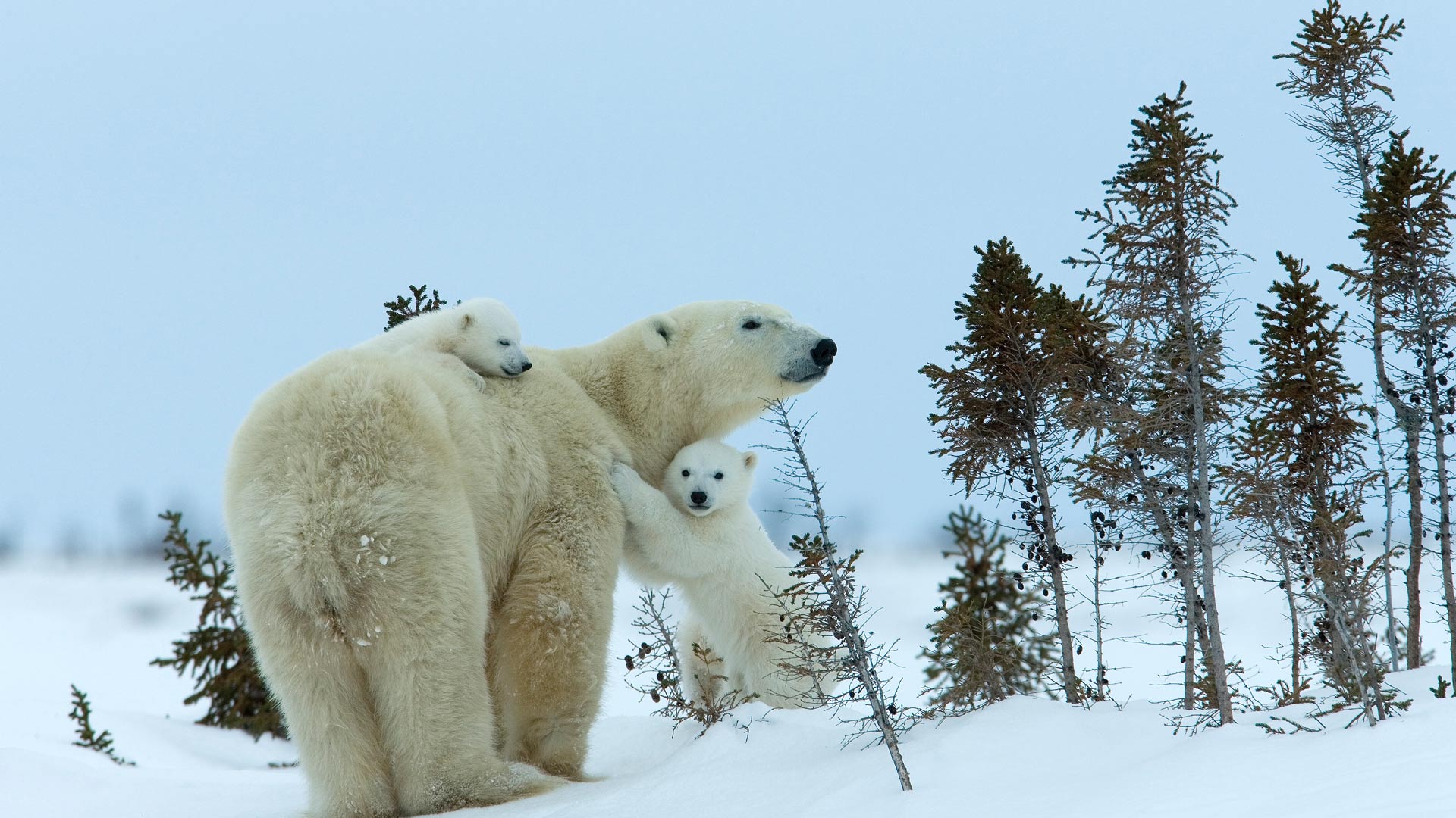 Milse Polar Bear