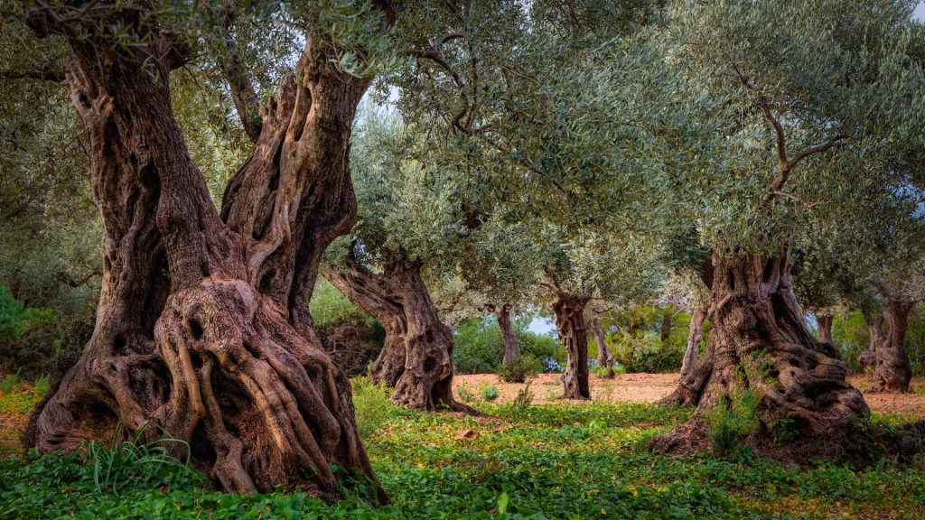 Olive Orchard