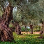 Olive Orchard