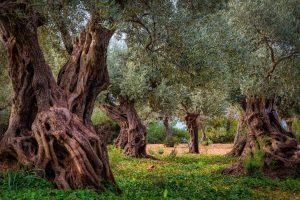 Olive Orchard