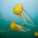 Sea Nettles