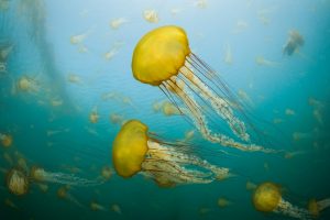 Sea Nettles