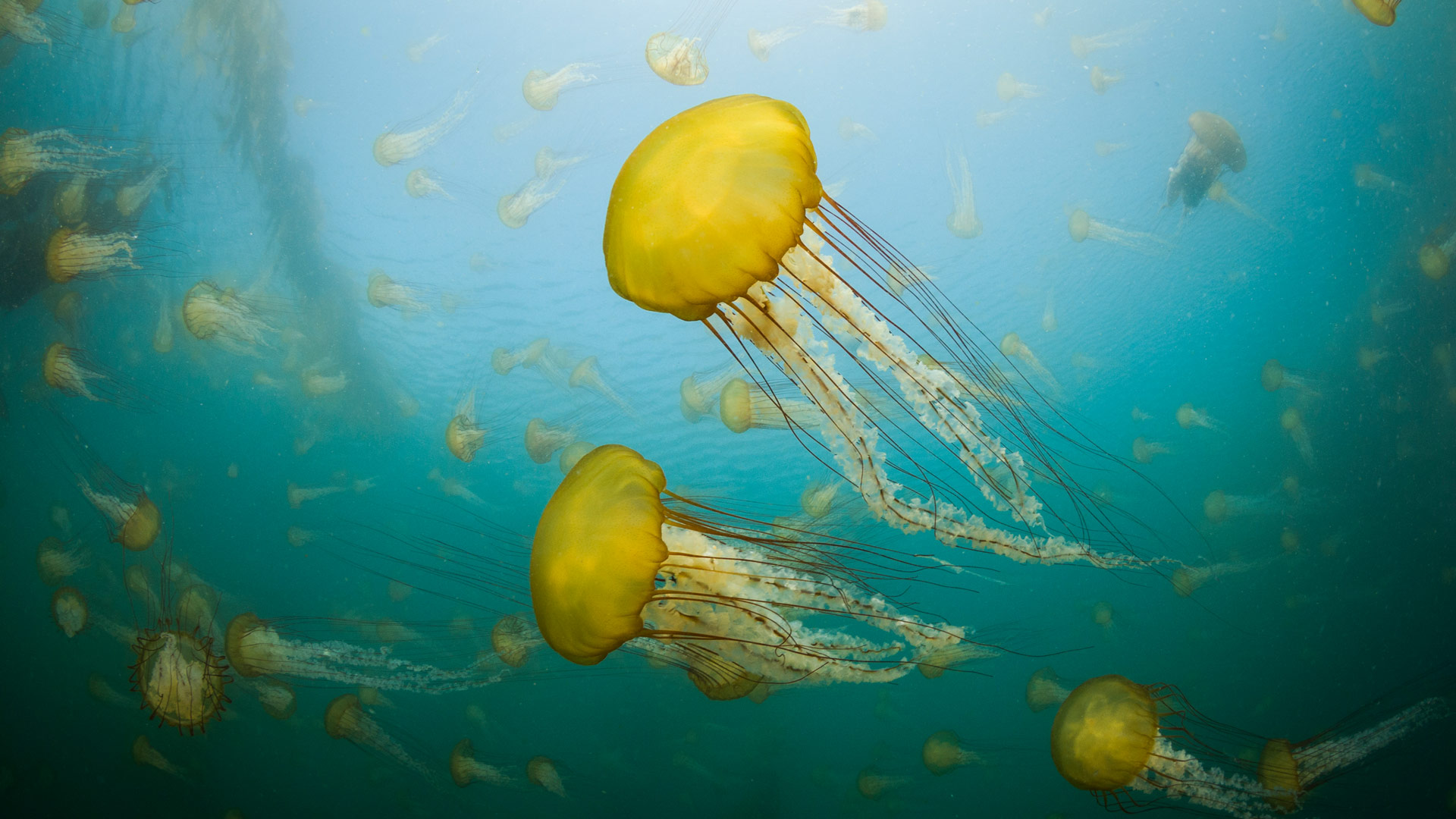 Sea Nettles