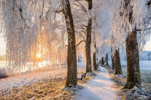 Bavarian Solstice