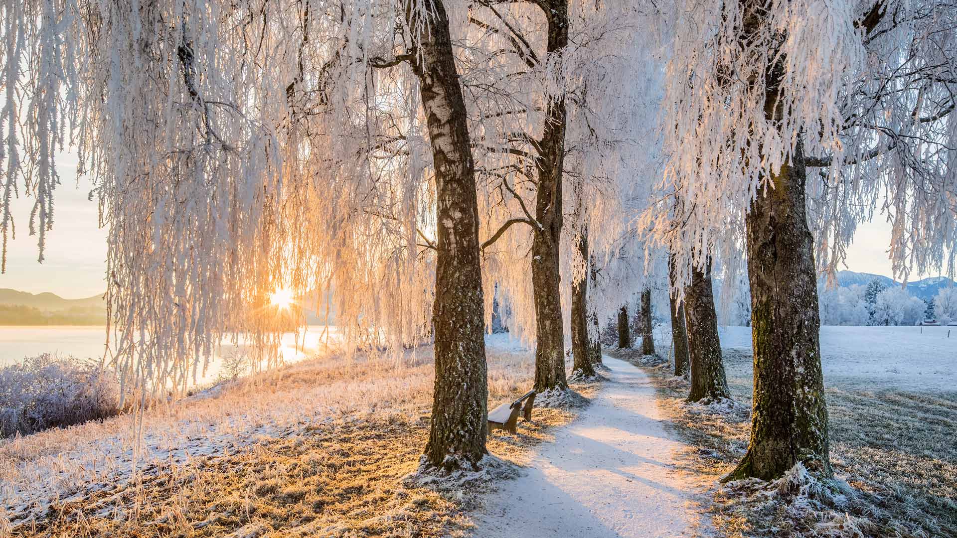 Bavarian Solstice