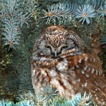 Boreal Owl