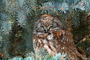 Boreal Owl