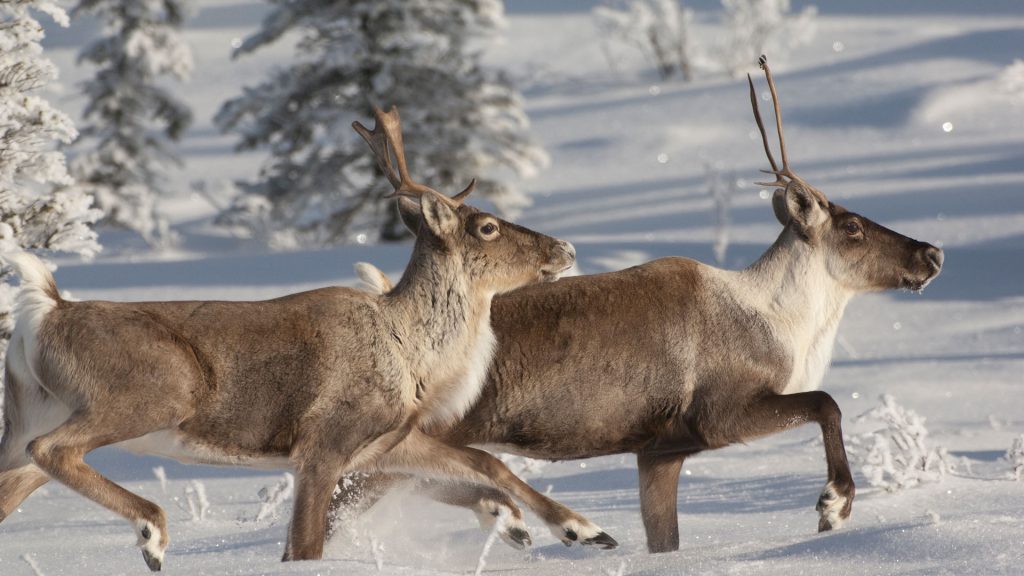 Caribou Christmas