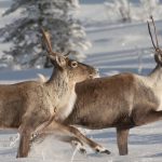 Caribou Christmas