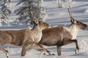 Caribou Christmas