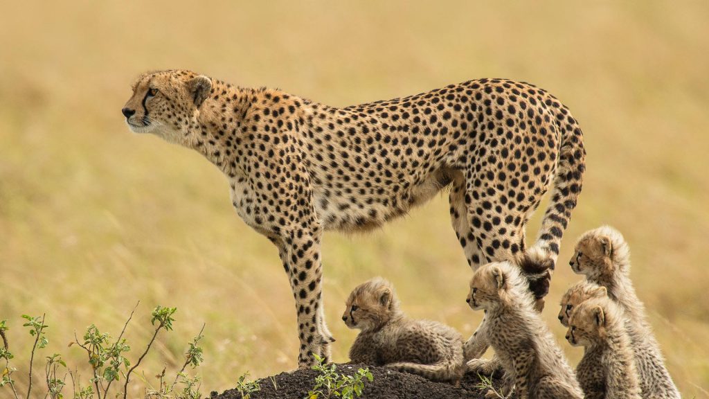 Cheetah Day