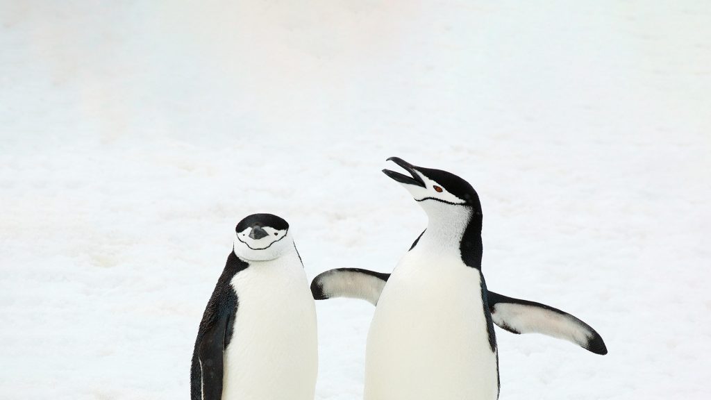Festivus Penguins