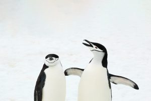 Festivus Penguins