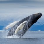 Greenland Humpback