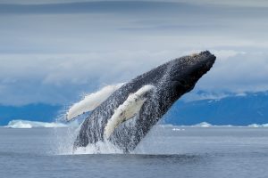 Greenland Humpback