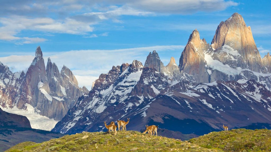 Patagonia Guanaco