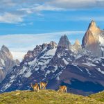 Patagonia Guanaco