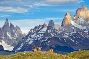 Patagonia Guanaco