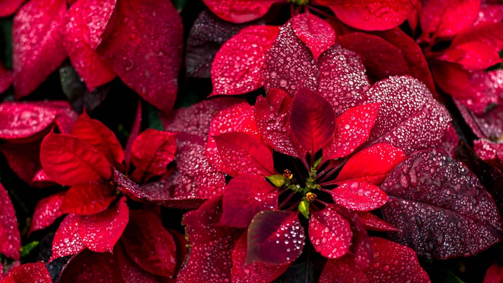 Poinsettia