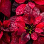 Poinsettia