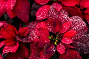 Poinsettia