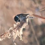 Reed Bunting Wales