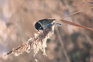 Reed Bunting Wales