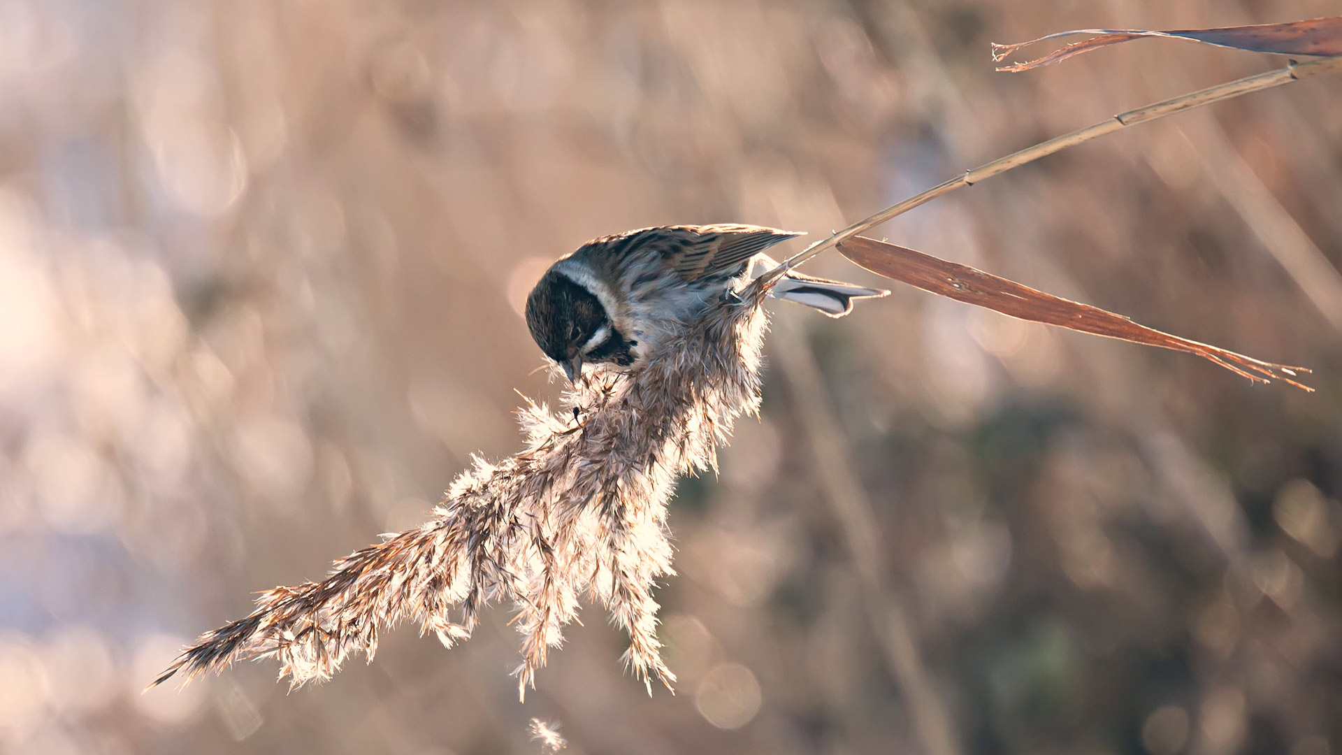Reed Bunting Wales
