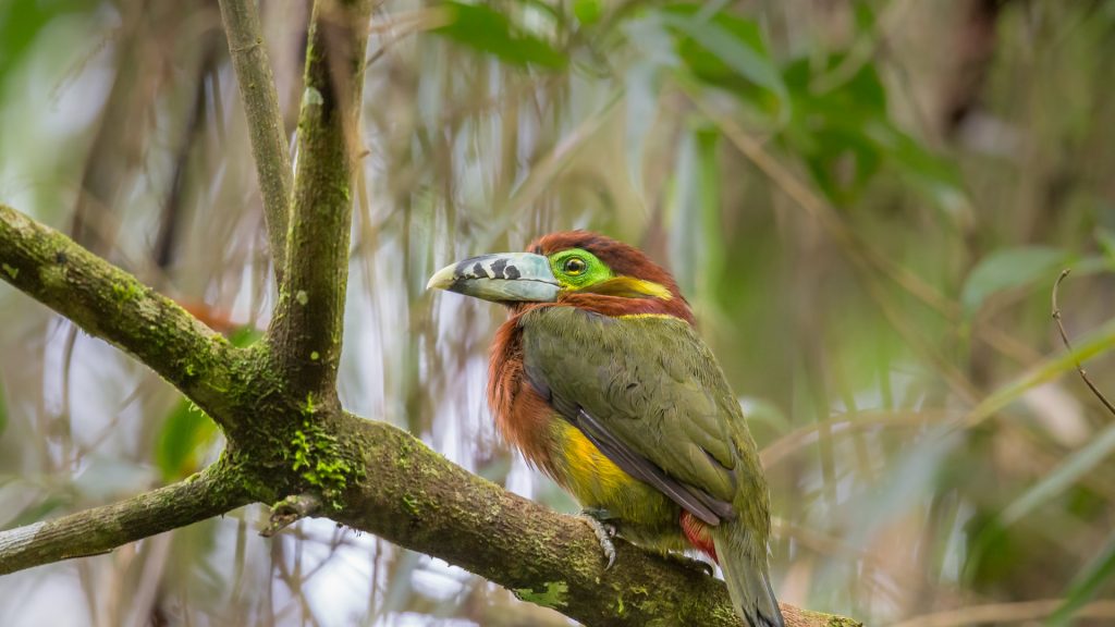 Toucanet Empoleirado