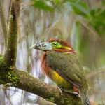 Toucanet Empoleirado