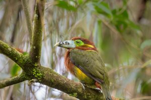 Toucanet Empoleirado