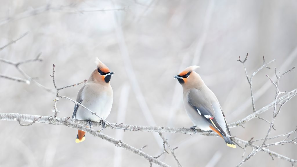 Winter Waxwings