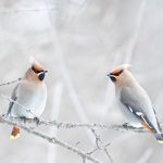 Winter Waxwings