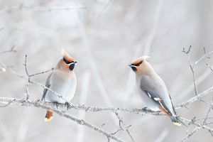 Winter Waxwings