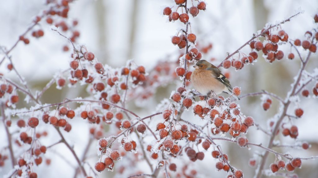 Crabapple Chaffinch