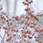 Crabapple Chaffinch