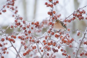 Crabapple Chaffinch