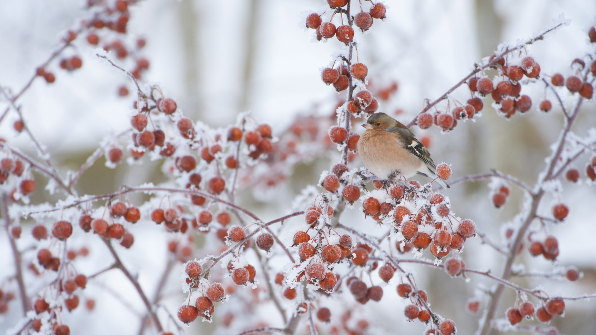 Crabapple Chaffinch