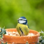 Eurasian Blue Tit UK