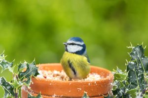 Eurasian Blue Tit UK