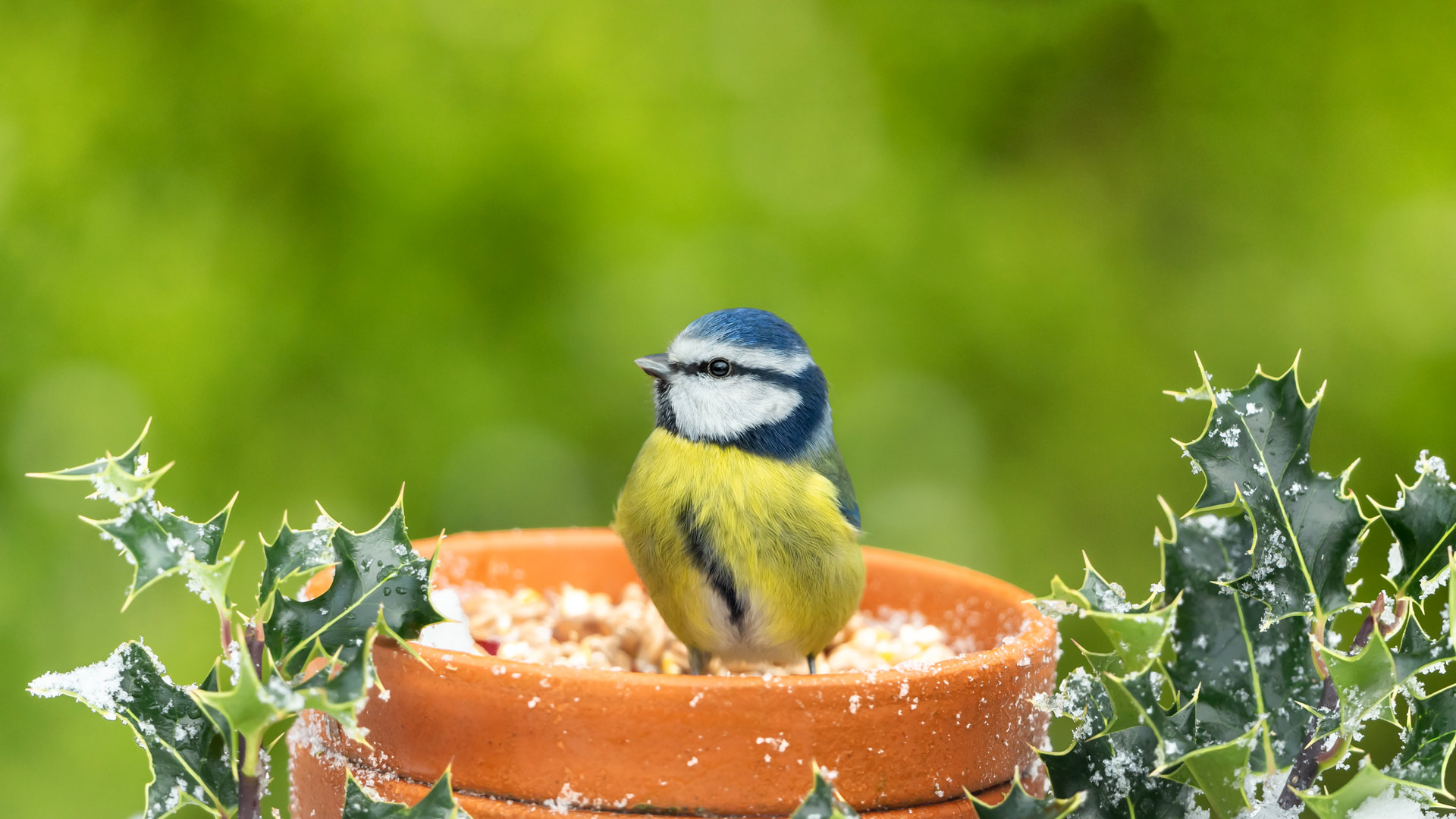 Eurasian Blue Tit UK