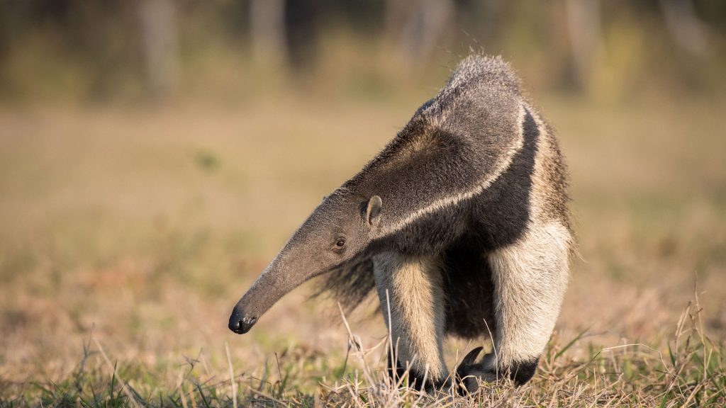 Giant Anteater BR