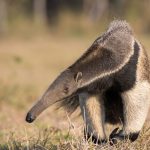 Giant Anteater BR