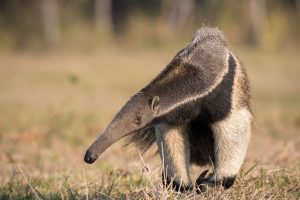 Giant Anteater BR