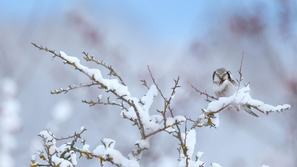 Hawk Owl